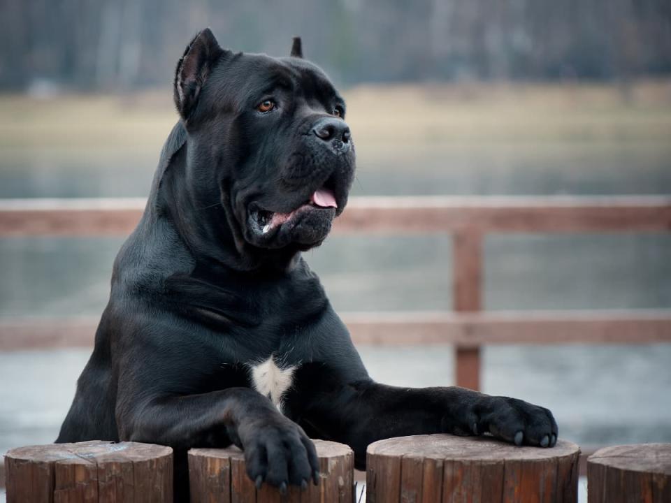 Zwarte hond leunend op een muur