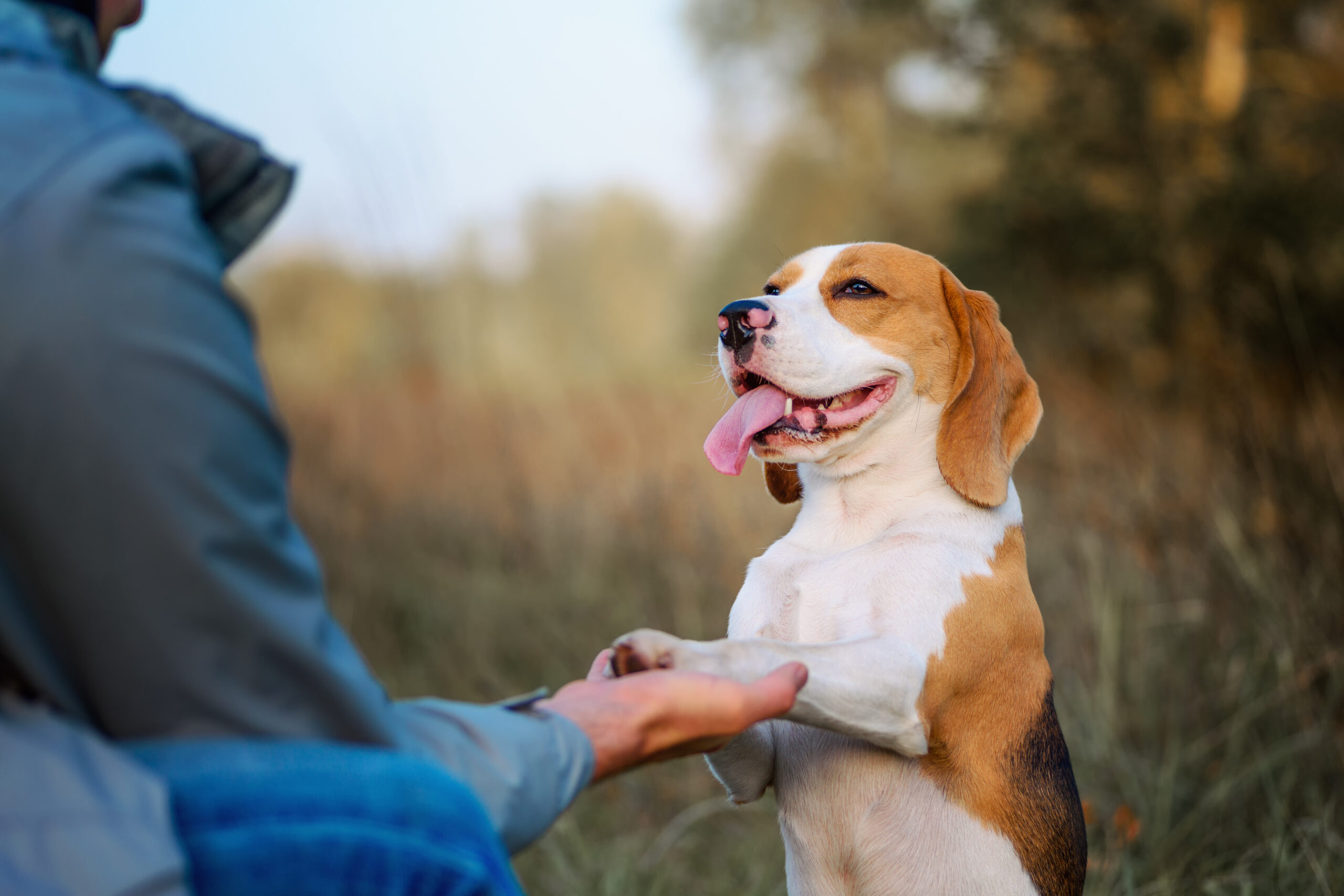 Dog training. Dog owner teaching his pet Sit Pretty (Beg, Put em Up) trick outdoor against nature background