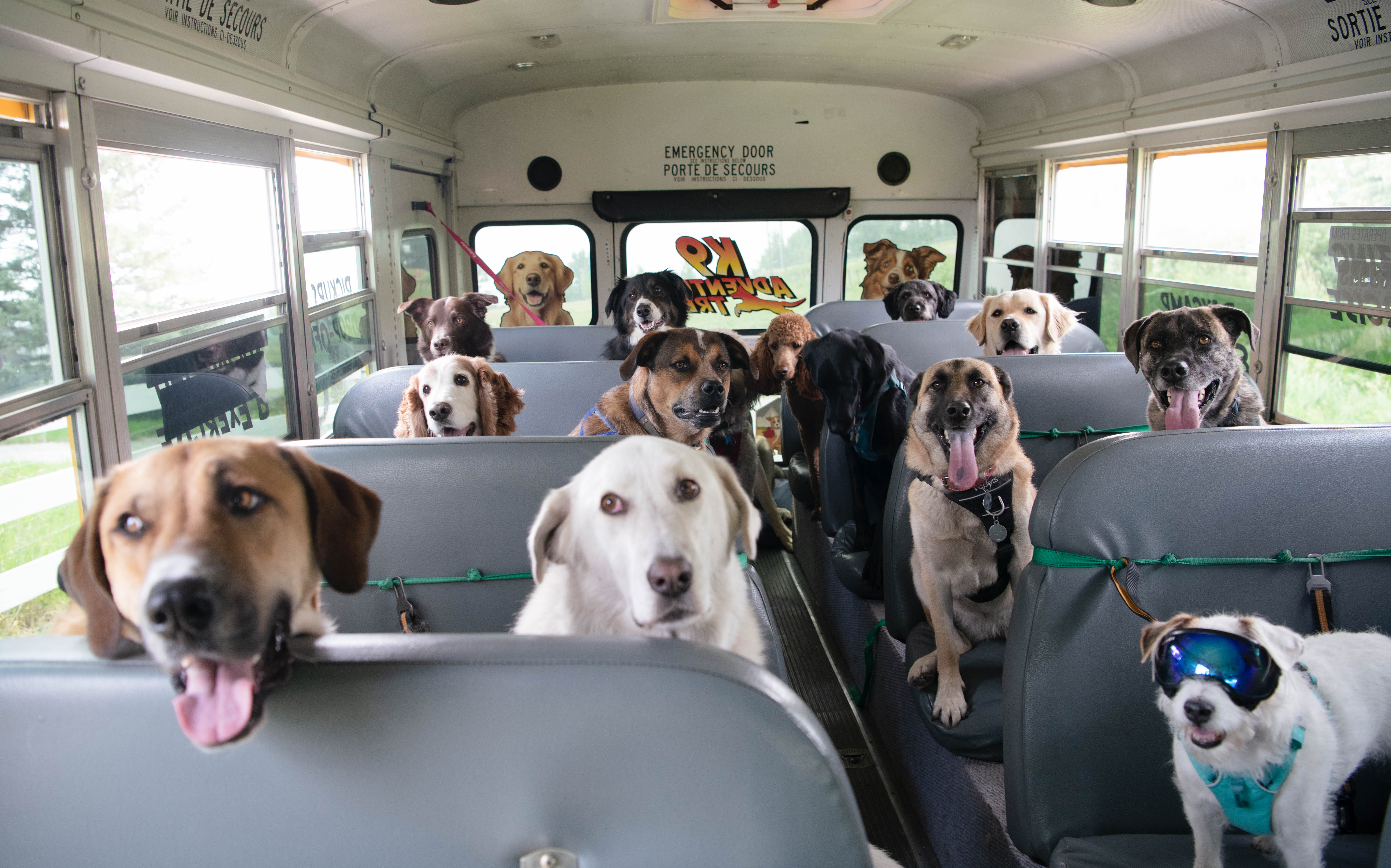 pup-bus-group-001